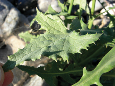 Photo of perennial sowthistle leaf