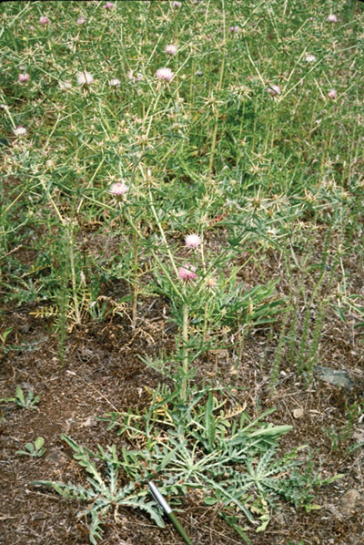 Photo of iberian starthistle weeds with pink and white flowers