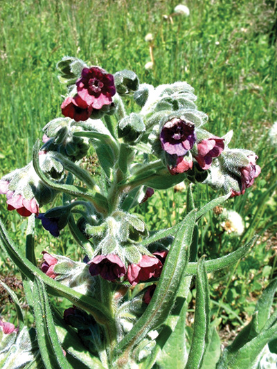 Photo of houndstongue plant with dark red flowers
