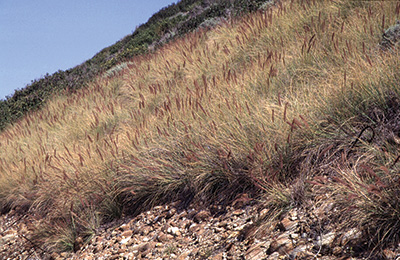 Photo of a hill with a field crimson fountaingrass plants 