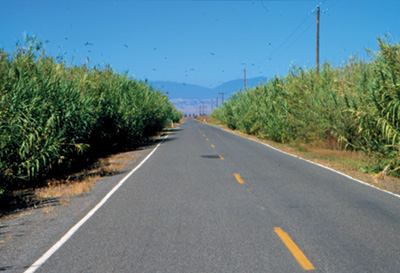 Photo of giant reed plants growing on the side of a road.