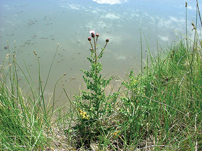 Photo of canada thistle plant