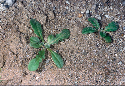 Photo of green leaf plant