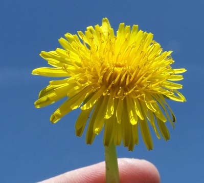 Close up photo of yellow dandelion flower and stem.