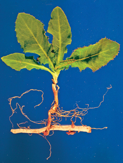 Photo of perennial sowthistle plant with root