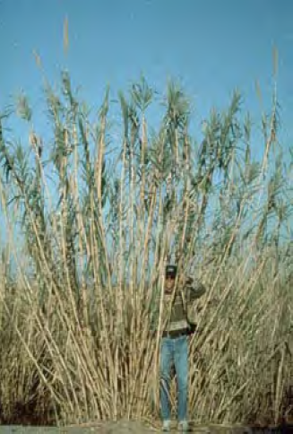 Man in giant reed.