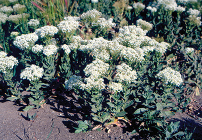 Photo of hoary cress plant with white flowers on top