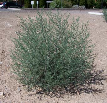 Photo of russian thistle plant growing in a disturbed site.