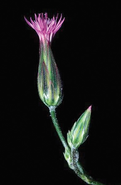 Common crupina flower