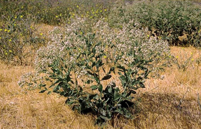 Photo of perennial pepperweed bush with white flowers