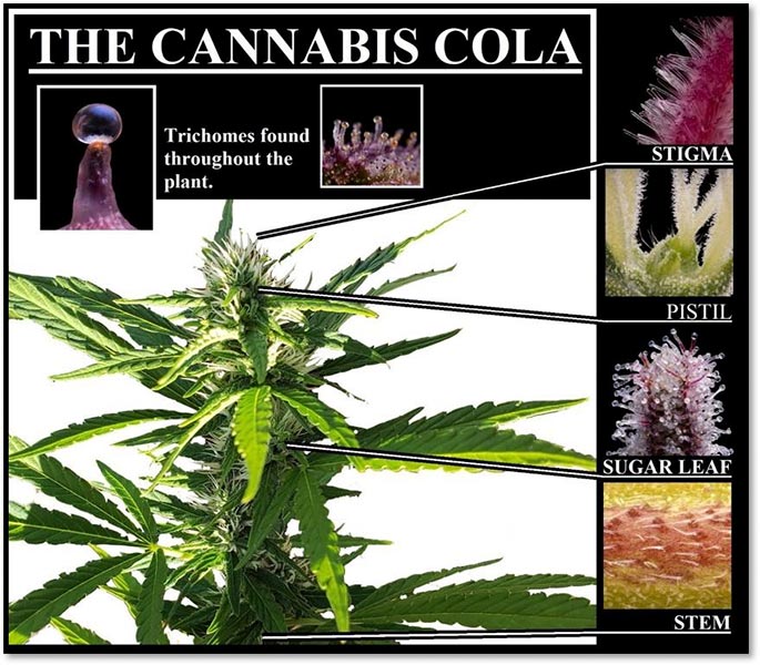 Anatomy of female Cannabis plant cola.