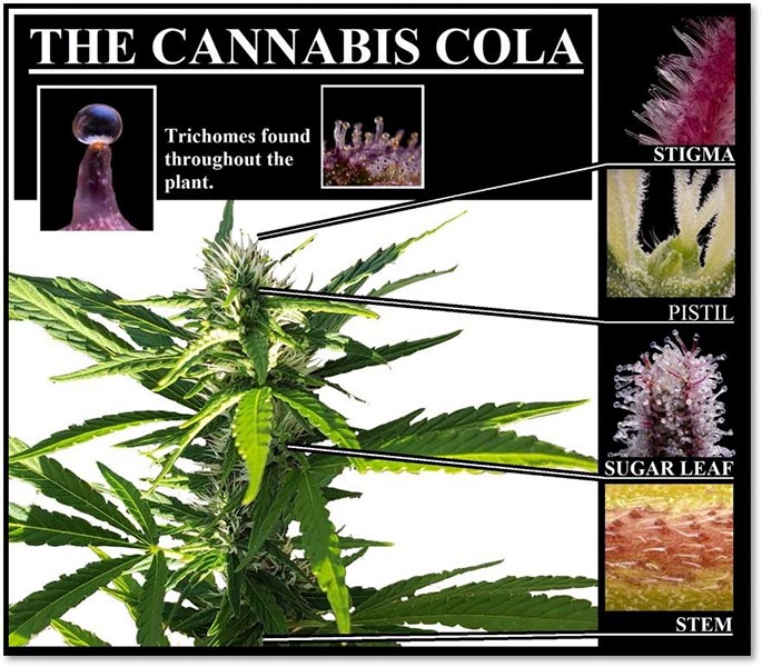 cannabis plant diagram