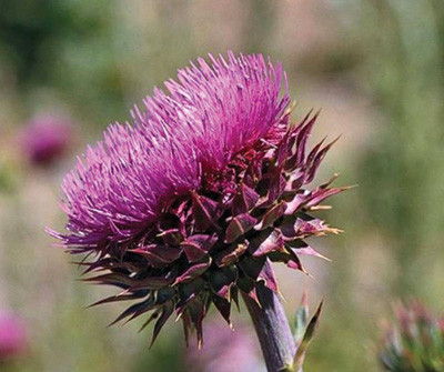 Photo of musk thistle pink flower