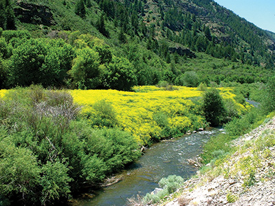Photo of dyer's woad next to a river.