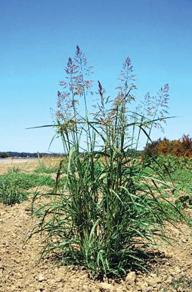 Photo of johnsongrass adult plant growing outside