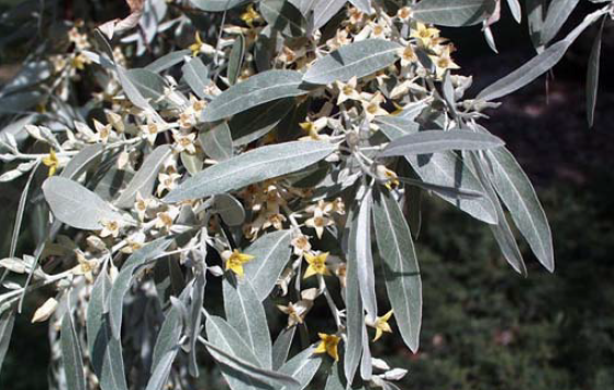 Russian-olive flowers
