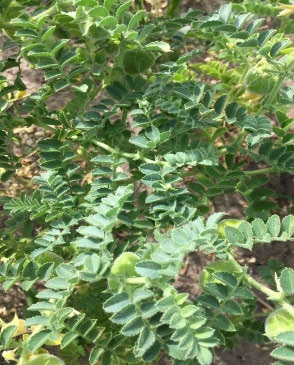 Leaf stems with multiple segmented leaves