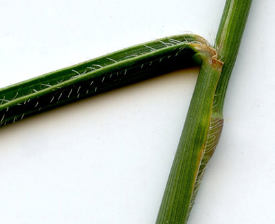 Photo of green jointed goatgrass stem
