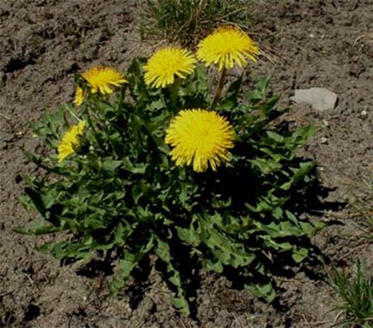 photo of dandelion with yellow flowers