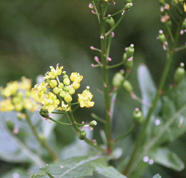 Austrian fieldcress flower