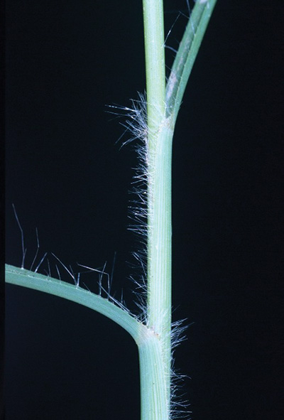 Photo of crimson fountaingrass stem