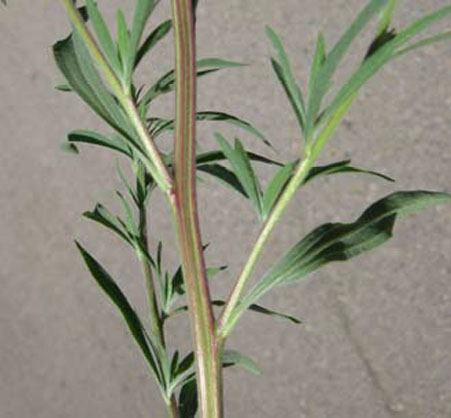 Photo of a Kochia stem.