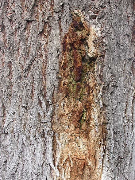 bacterial wetwood infection