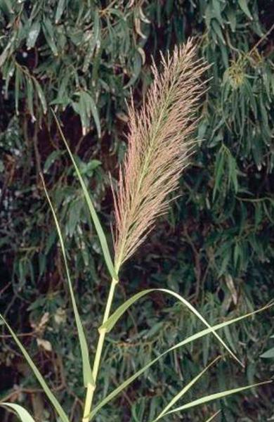 Photo of giant reed plant with hairy ends