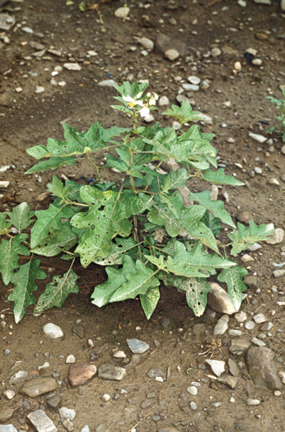 Photo of horsenettle plant with leaves