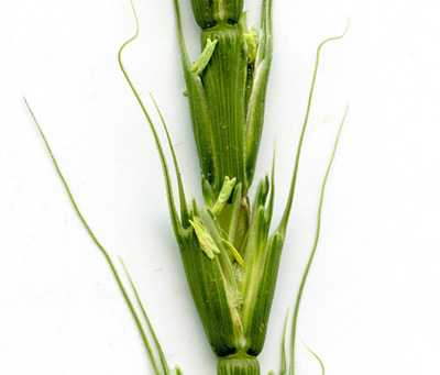 Photo of green jonted goatgrass seeds still on the plant