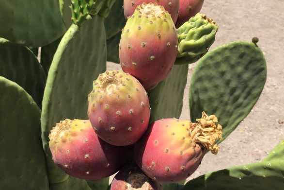 Cactus Pear Fruit