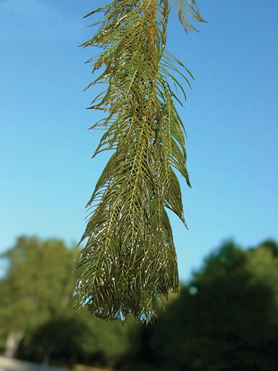 Photo of eurasian watermilfoil plant