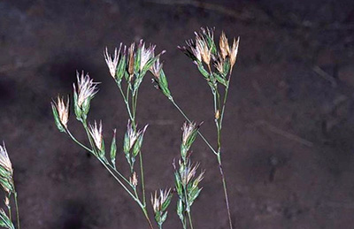 Photo of common crupina flowers