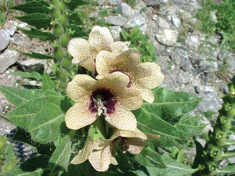 Black henbane flower