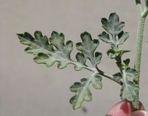Photo of grayish green colored leaves
