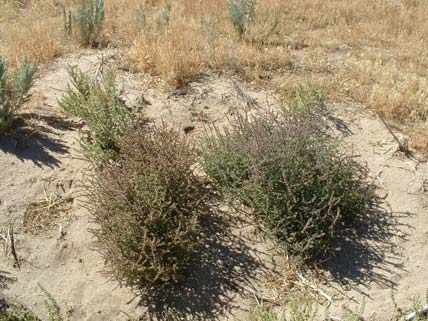 Photo of two Russian thistle tumbleweed plants on the ground.