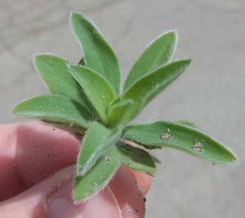 Close up photo of Kochia seedling
