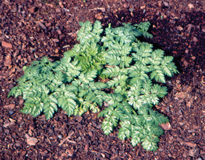 Photo of poison-hemlock small bush