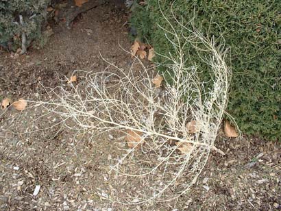 Photo of dead Kochia plant.