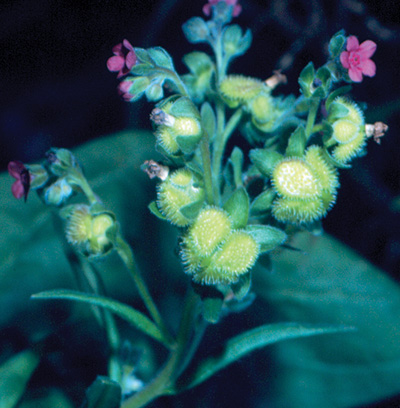 Photo of houndstongue plant with small purple flowers