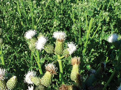 Photo of canada thistle