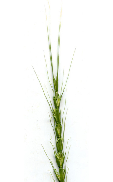 Photo of the top of green jointed goatgrass plant