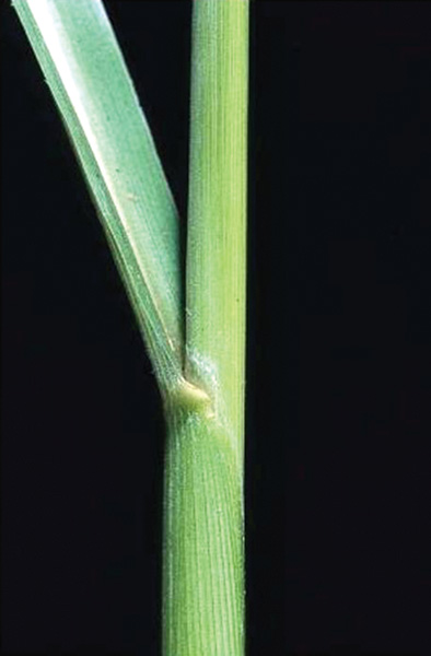 Photo of green johnsongrass stem
