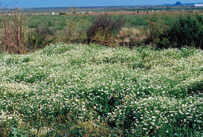 Photo of mayweed chamomile infestation