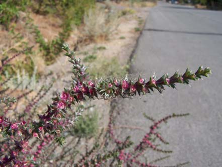 Close up photo of small pink and green flowers on Russian thistle plant.