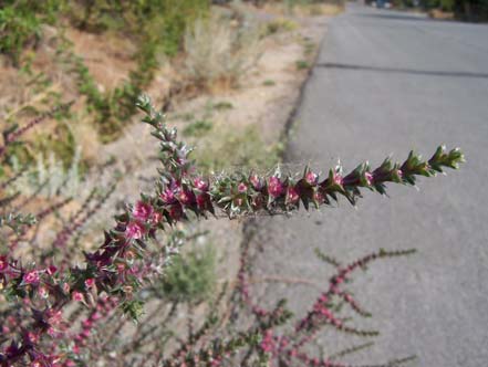 Tumbleweed, - Russian Thistle - DesertUSA