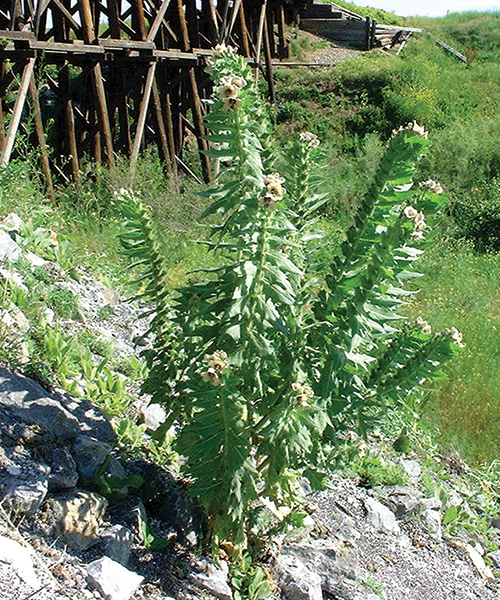 Black henbane plant