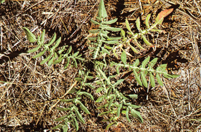 Photo of green Iberian starthistle rosette growing from the ground.