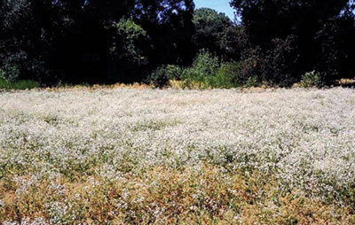 Photo of a field of perennial pepperweed 