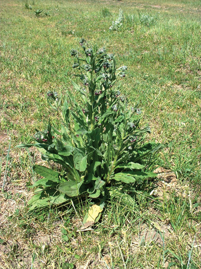 Photo of houndstongue plant in the grass